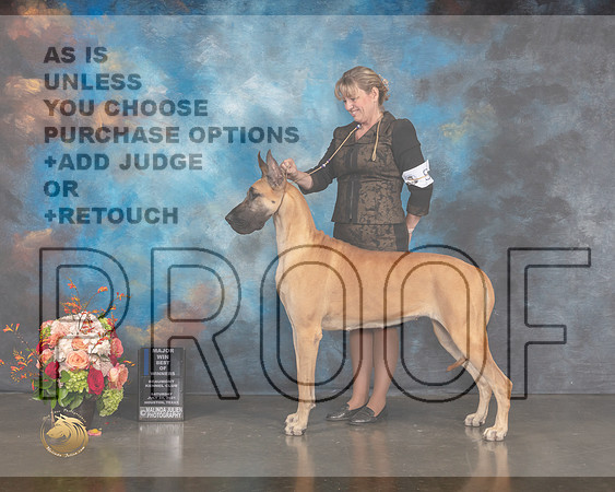 Great Dane #8 Sat WB BOW Major Judge Joseph Gregory-MMJ_0149-HOUSTON21-HR3