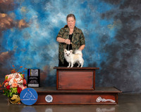 Long Coated Chihuahua #15 Sat BOV BOW NCH Major Judge Sharon Newcomb