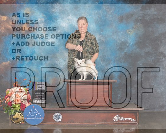Long Coated Chihuahua #15 Sat BOV BOW NCH Major Judge Sharon Newcomb-MMJ_0131-HOUSTON21-HR3