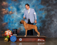 Boxer #34 Sat BOW EB NCH Judge Peggy Beisel