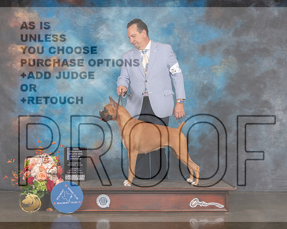 Boxer #34 Sat BOW EB NCH Judge Peggy Beisel-MMJ_0153-HOUSTON21-HR3