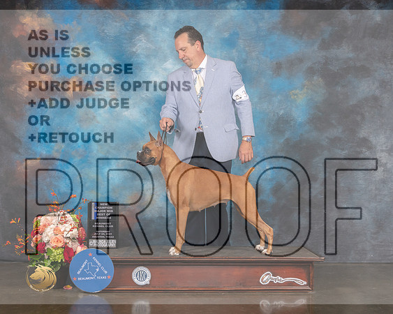 Boxer #34 Sat BOW EB NCH Judge Peggy Beisel-MMJ_0154-HOUSTON21-HR3