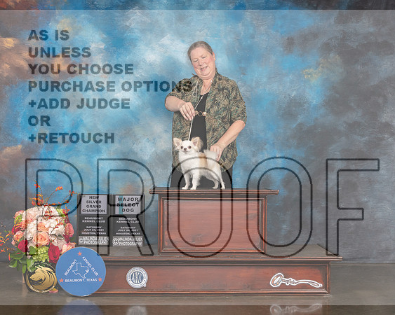 Long Coated Chihuahua #17 Sat SD NSCH Judge Sharon Newcomb-MMJ_0146-HOUSTON21-HR3
