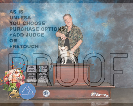 Long Coated Chihuahua #17 Sat SD NSCH Judge Sharon Newcomb-MMJ_0147-HOUSTON21-HR3