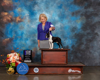 Boston Terrier #33 Sat WD Major Judge Dennis Mccoy
