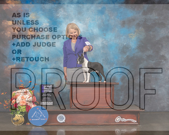 Boston Terrier #33 Sat WD Major Judge Dennis Mccoy-MMJ_0235-HOUSTON21-HR3
