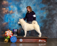 Akita #6 Sat WB Major Judge Peggy Beisel