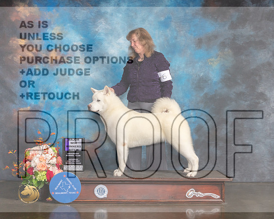 Akita #6 Sat WB Major Judge Peggy Beisel-MMJ_0263-HOUSTON21-HR3