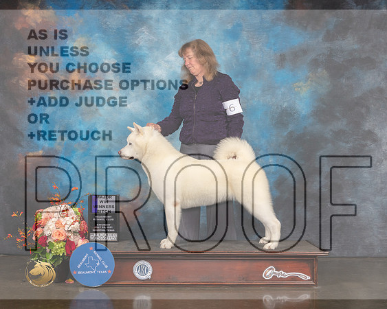 Akita #6 Sat WB Major Judge Peggy Beisel-MMJ_0262-HOUSTON21-HR3