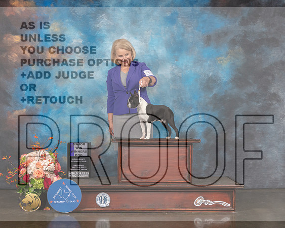 Boston Terrier #33 Sat WD Major Judge Dennis Mccoy-MMJ_0238-HOUSTON21-HR3