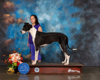 Great Dane Sat CUSTOM