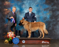 Leonberger #16 Sat BOW Judge Joe Gregory