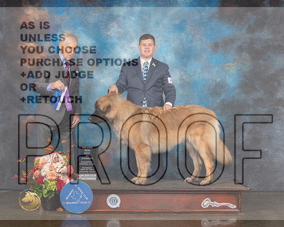 Leonberger #16 Sat BOW Judge Joe Gregory-MMJ_0247-HOUSTON21-HR3
