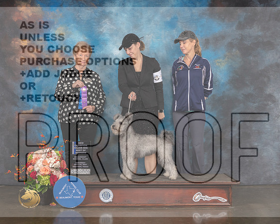 Pumik #10 Sat BOW NCH Judge Sherry Webster-MMJ_0222-HOUSTON21-HR3