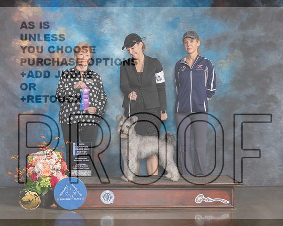 Pumik #10 Sat BOW NCH Judge Sherry Webster-MMJ_0226-HOUSTON21-HR3