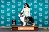 Australian Shepherd #196 Sat BOB Judge Mary Ellen Meyer
