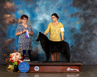 Belgian Sheepdog #6 Sat WB BOW Major Judge Debbie Melgreen