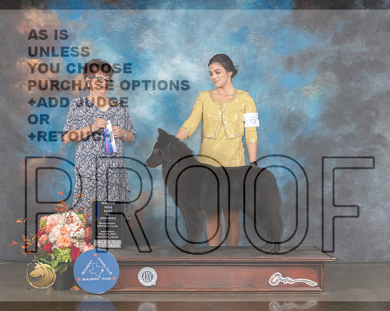 Belgian Sheepdog #6 Sat WB BOW Major Judge Debbie Melgreen-MMJ_0291-HOUSTON21-HR3