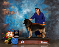 Belgian Tervuren #5 Sat BOB Judge Judge Debbie Melgreen