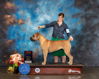 Boerboel #8 Sat WB NCH Judge Evalyn Gregory