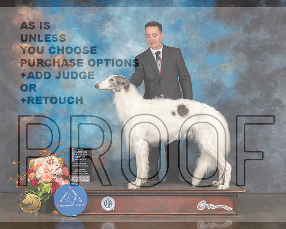 Borzoi #34 Sat BOW NCH Major Judge Randy Garren-MMJ_0336-HOUSTON21-HR3