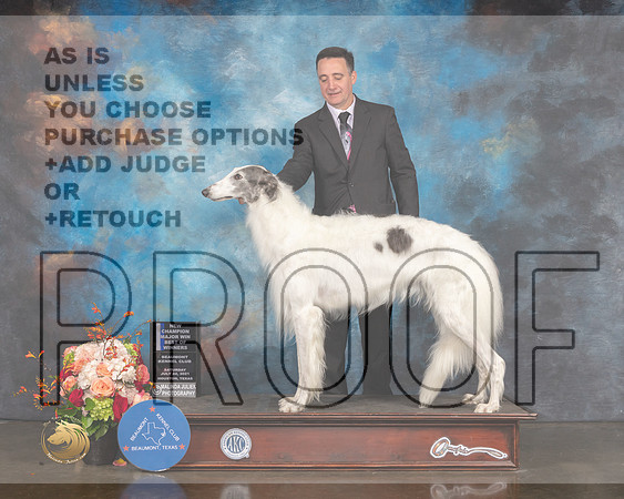 Borzoi #34 Sat BOW NCH Major Judge Randy Garren-MMJ_0333-HOUSTON21-HR3