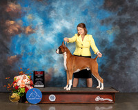 Boxer #11 Sat BOS Judge Peggy Beisel