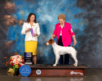 Brittany #5 Sat WD Judge Britt Jung