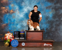 Cavalier King Charles Spaniel #21 Sat WD BOW BOB NCH Major Judge Sharon Newcomb