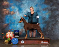 Doberman Pinscher #27 Sat BOW Judge Peggy Beisel