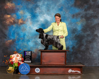 English Cocker Spaniel #10 Sat WB Major Judge David Haddock