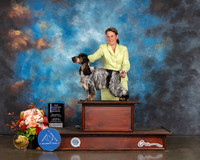 English Cocker Spaniel #7 Sat WB NOW Major Judge David Haddock