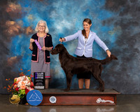 Flat Coated Retriever #9 Sat WD NCH Judge Molly Martin