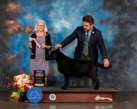 Labrador #17 Sat BOB Judge Molly Martin