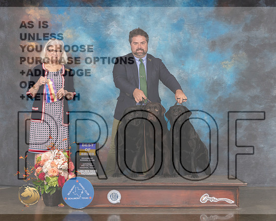Labrador #17 Sat BOB Judge Molly Martin-MMJ_0377-HOUSTON21-HR3