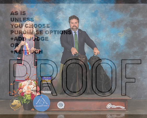 Labrador #17 Sat BOB Judge Molly Martin-MMJ_0380-HOUSTON21-HR3