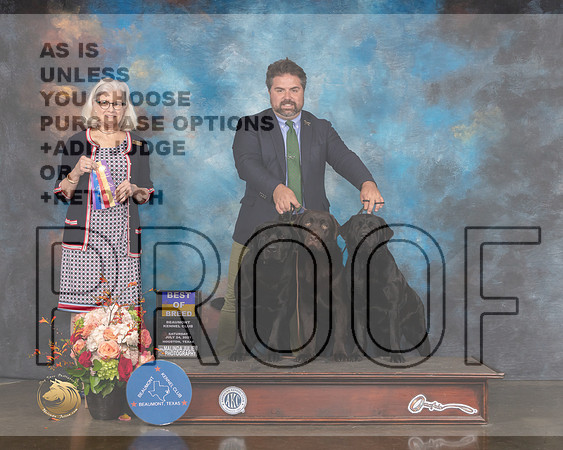 Labrador #17 Sat BOB Judge Molly Martin-MMJ_0385-HOUSTON21-HR3