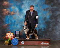 Miniature American Sheepdog #12 Sat WB Judge Sherry Webster