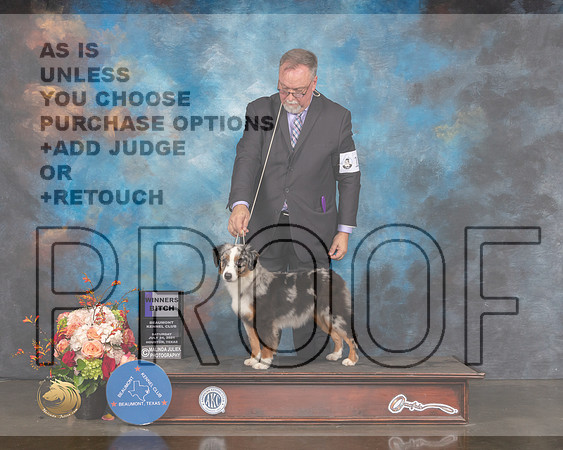 Miniature American Sheepdog #12 Sat WB Judge Sherry Webster-MMJ_0308-HOUSTON21-HR3