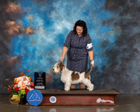 PBGV #15 Sat WB NOW Major Judge Raymond Filburn