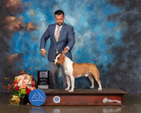 American Stafforshire Terrier #23 Sat BOS Major Judge Rosalind Kramer