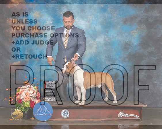 American Stafforshire Terrier #23 Sat BOS Major Judge Rosalind Kramer-MMJ_0490-HOUSTON21-HR3