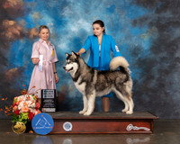 Alaskan Malamute #26 Sat SB NGCH Major Judge Evalyn Gregory