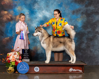 Alaskan Malamute #22 Sat WB BOW Major Judge Evalyn Gregory