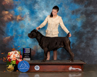 Cane Corso #18 Sat WB Judge Peggy Beisel