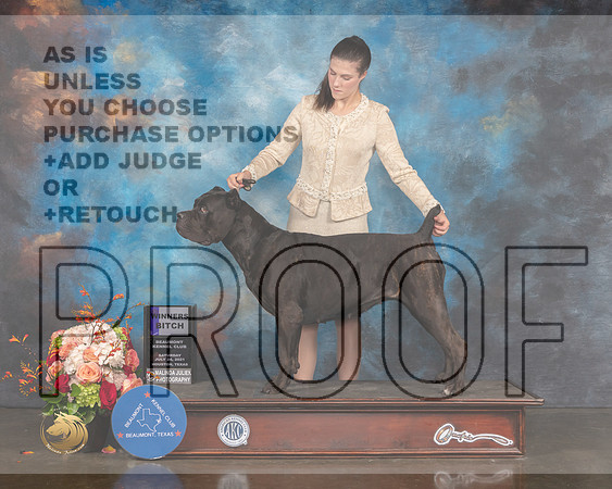 Cane Corso #18 Sat WB Judge Peggy Beisel-MMJ_0462-HOUSTON21-HR3
