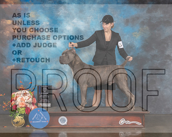 Cane Corso #21 Sat BOW Major Judge Peggy Beisel-MMJ_0457-HOUSTON21-HR3