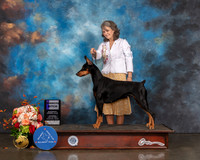 Doberman Pinscher #30 Sat WB Judge Peggy Beisel