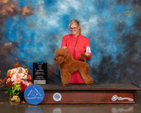 Miniature Poodle #28 Sat WB BOW Judge Steve Keating