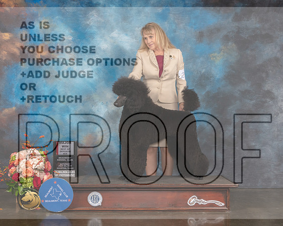 Standard Poodle #BOS Judge Steve Keating-MMJ_0438-HOUSTON21-HR3